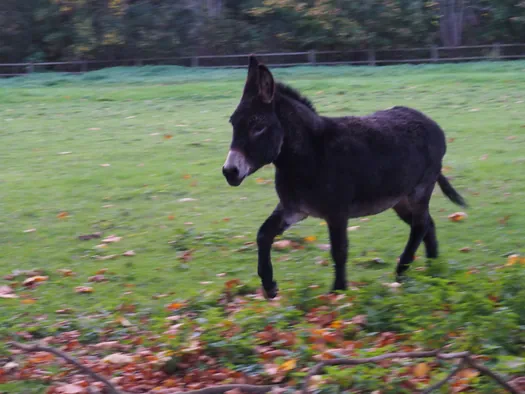 Ezels, Mullem (België)